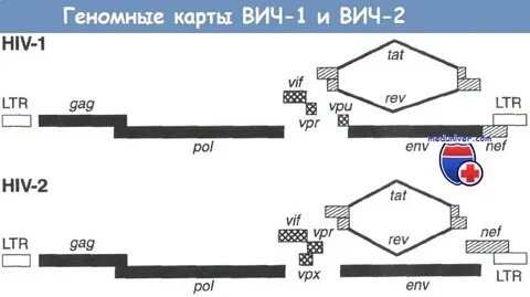 Вич тип 1