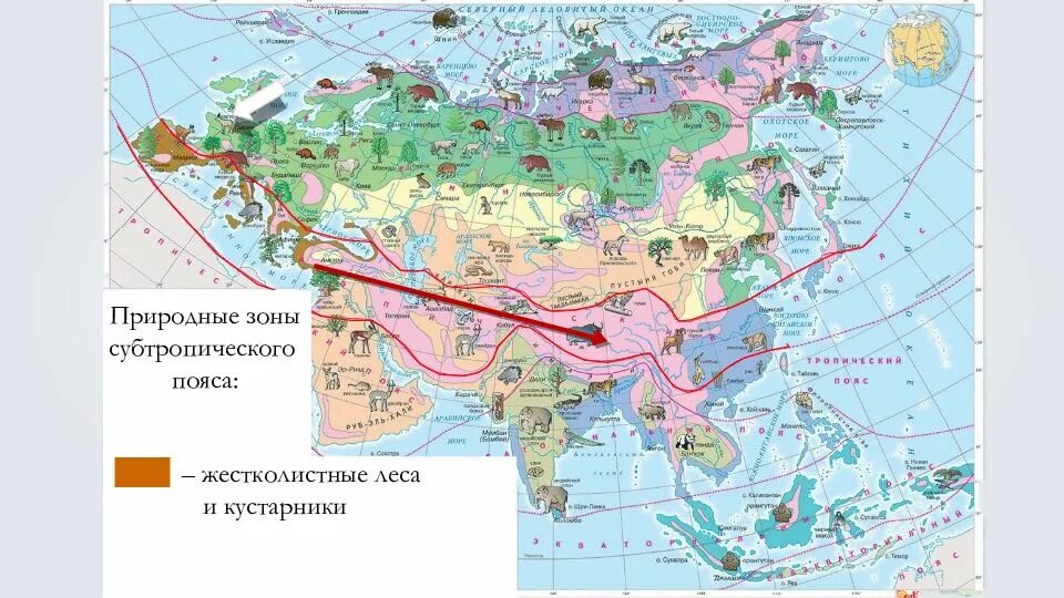Какая природная зона преобладает в евразии. Разнообразие природы Евразии. Природные зоныэ Евразии. Природные зоны евраззи.