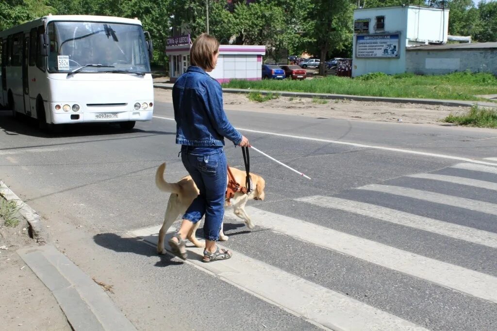 Йохан Клейн собаки поводыри. Собаки помощники инвалидов. Человек с собакой поводырем. Собаки поводыри в городе.