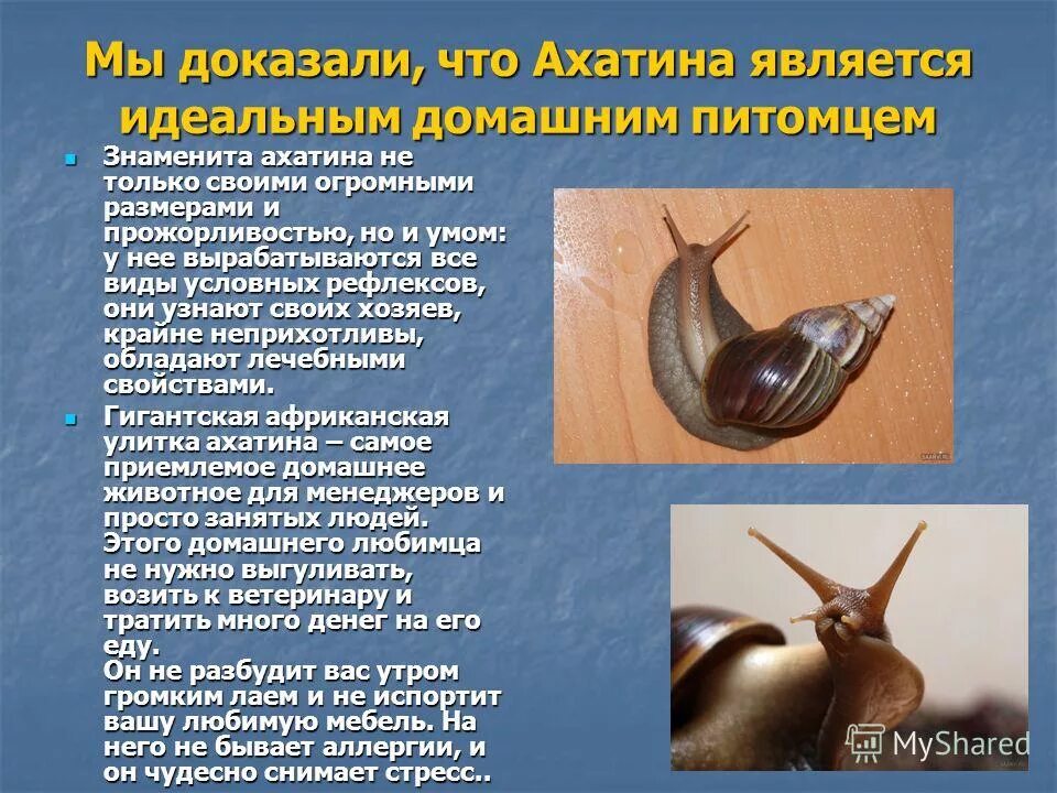 Каким животным относят моллюсков