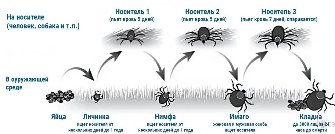 Жизненный цикл иксодового клеща. Жизненный цикл таежного клеща схема. Цикл развития клеща энцефалитного. Жизненный цикл иксодовых клещей яйцо личинка Имаго.