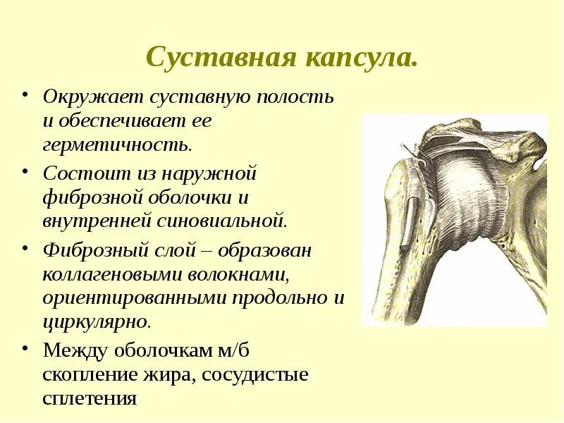 Чем покрыты суставные поверхности костей. Суставная консула сустава. Суставная капсула состоит из. Суставная капсула в суставе функции. Что такое суставная капсула в анатомии.