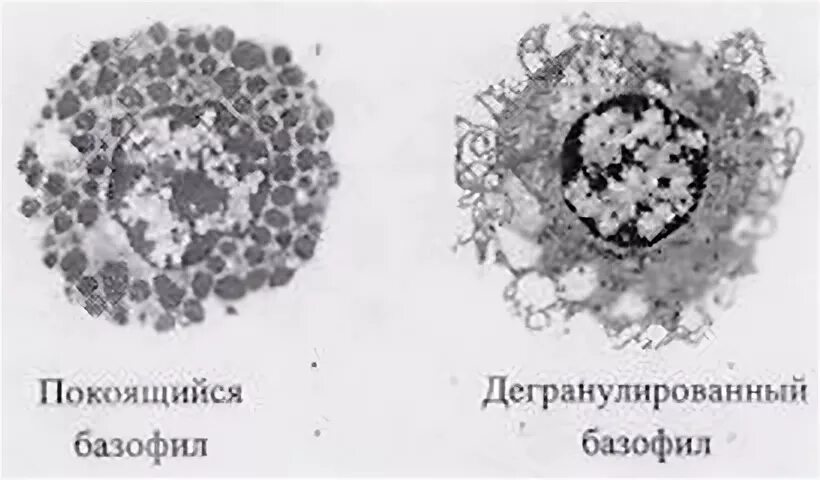 Дегрануляция эозинофилов. Дегрануляция тучных клеток. Реакция дегрануляции тканевых базофилов. Fc рецепторы нейтрофилов. Дегрануляция нейтрофилов.