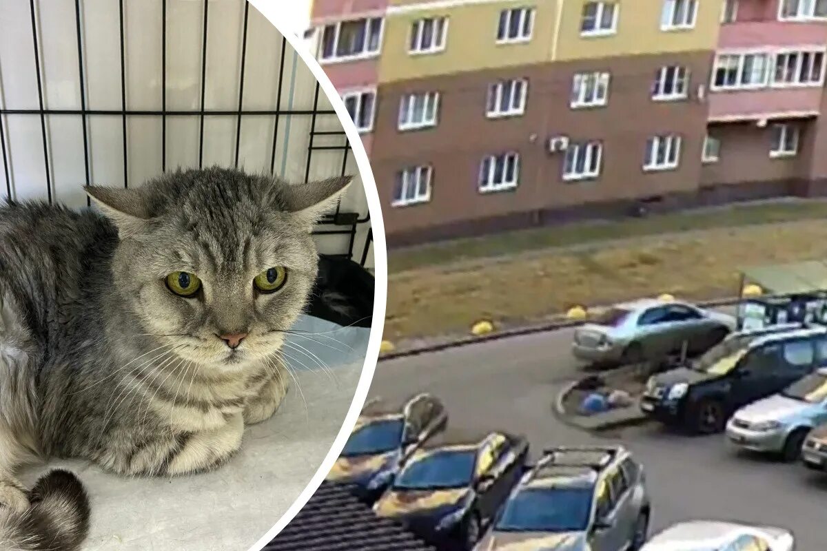 кошки спасли питер. видео как выкинули кота из вагона. бедная кошка. видео как выкинули кота из вагона. кот в мусорном ведре.