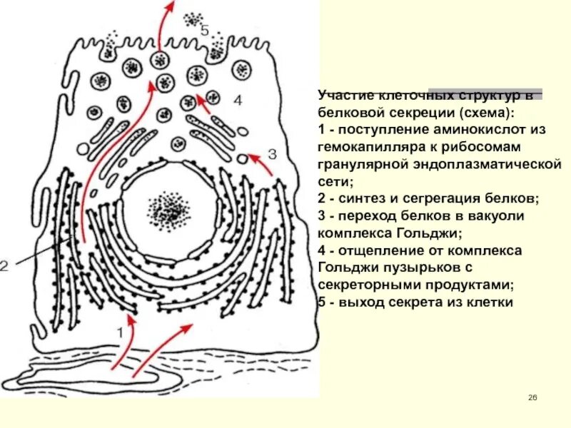 Аналогом какой из клеточных структур. Ультраструктура секреторной клетки гистология. участие клеточных структур в белковой секреции. схема секреторной клетки. строение секреторной клетки.