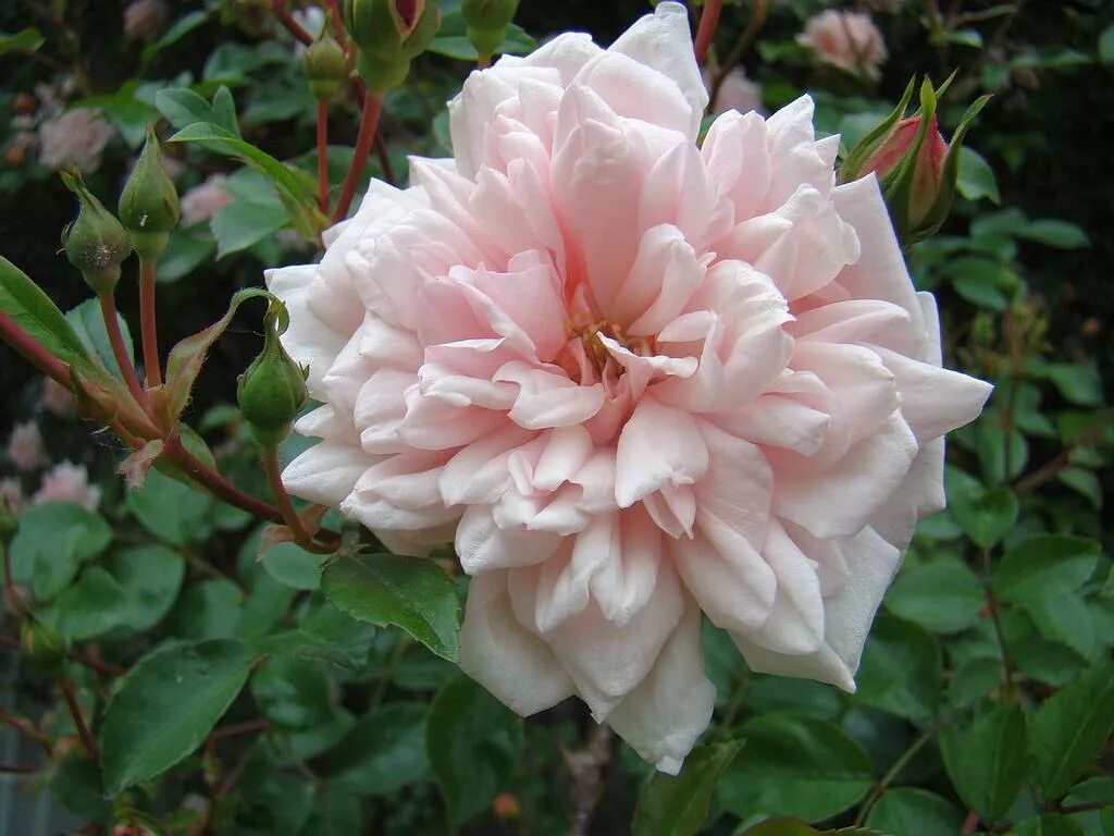 Miss Alice English Rose - bred by David Austin English roses, Summer flower arra