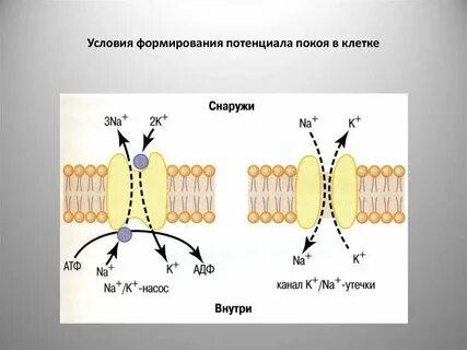 Покой клетки