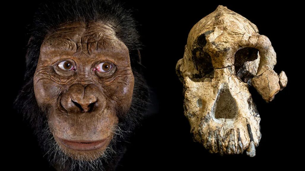 Череп древнего человека и современного. Австралопитек афарский. Australopithecus Afarensis (австралопитек афарский). Австралопитеки гоминид.