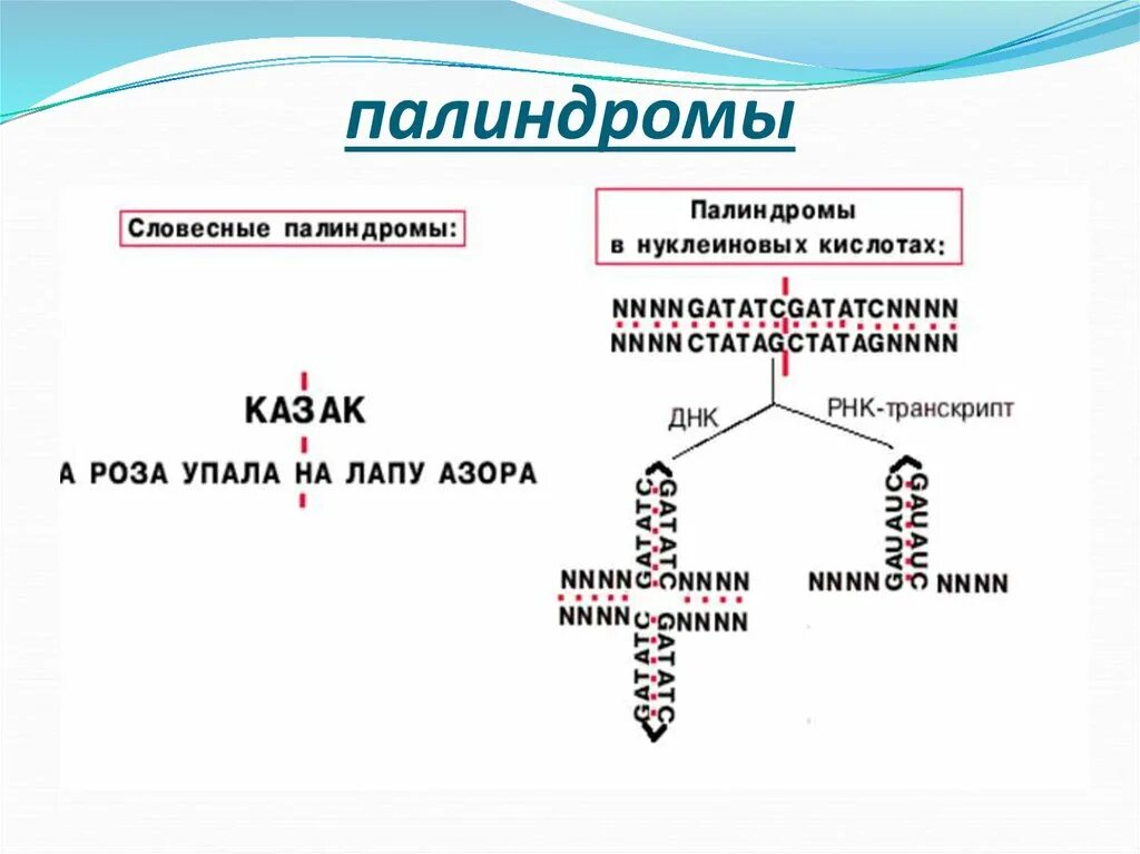 Палиндромная последовательность ДНК. Палиндром ТРНК. Палиндром биология. Палиндромы биохимия.