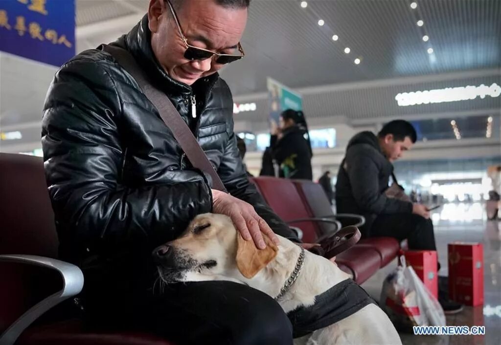 Мужик с собакой в крокусе. Собака поводырь. Слепые пассажиры в аэропорту. Слепой пассажир в аэропорту. Пассажир с собакой поводырем.