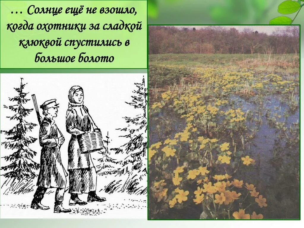 Ель и сосна на блудовом болоте. Иллюстрация к сказке были кладовая солнца. Иллюстрация к сказке быль кладовая солнца. Пришвин кладовая солнца рисунок. Пришвин кладовая солнца.