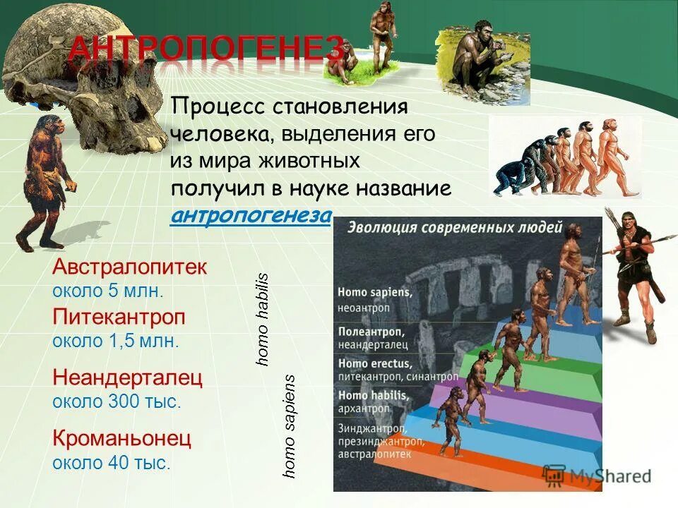 Какие стадии выделяют в процессе становления человека. Процесс становления человека как. Антропогенез. Процесс формирования человека из животного называется. Антропогенез и социогенез.