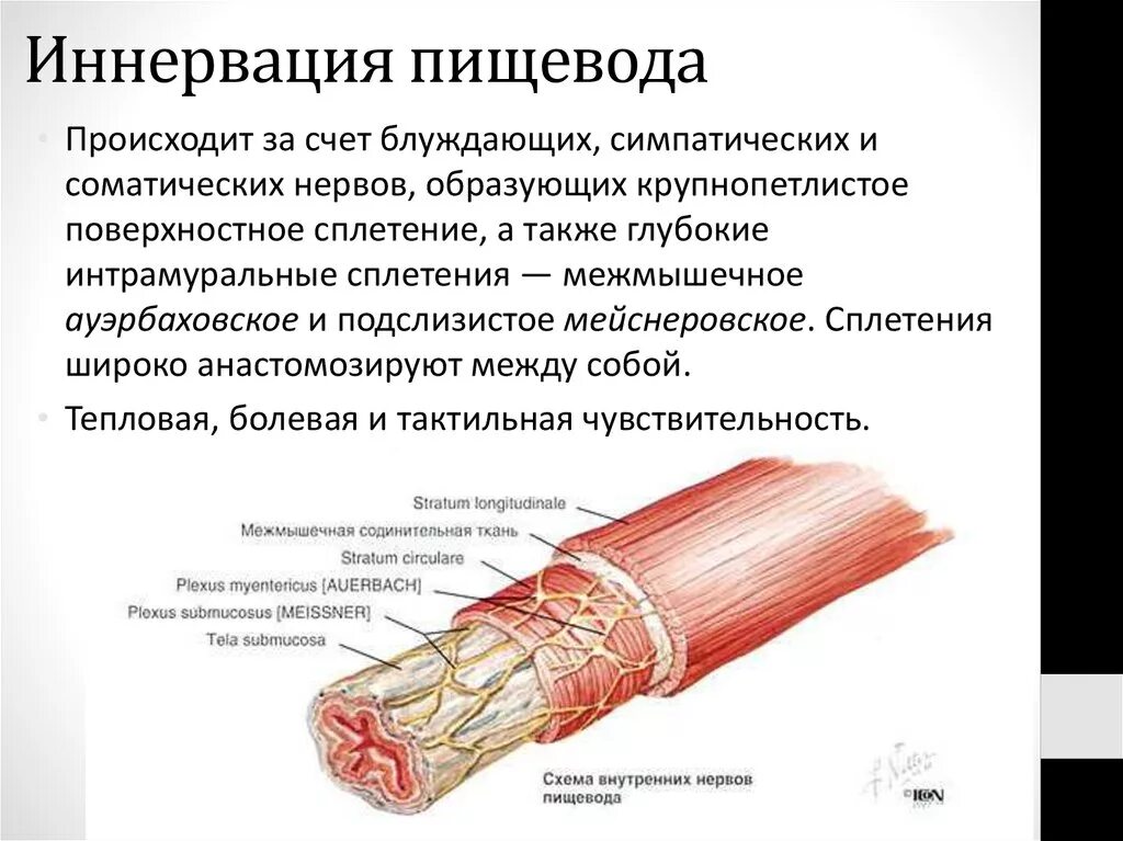 Ауэрбаховское сплетение пищевода. Анатомия пищевода кровоснабжение иннервация. Иннервация пищевода схема. Симпатическая иннервация пищевода.