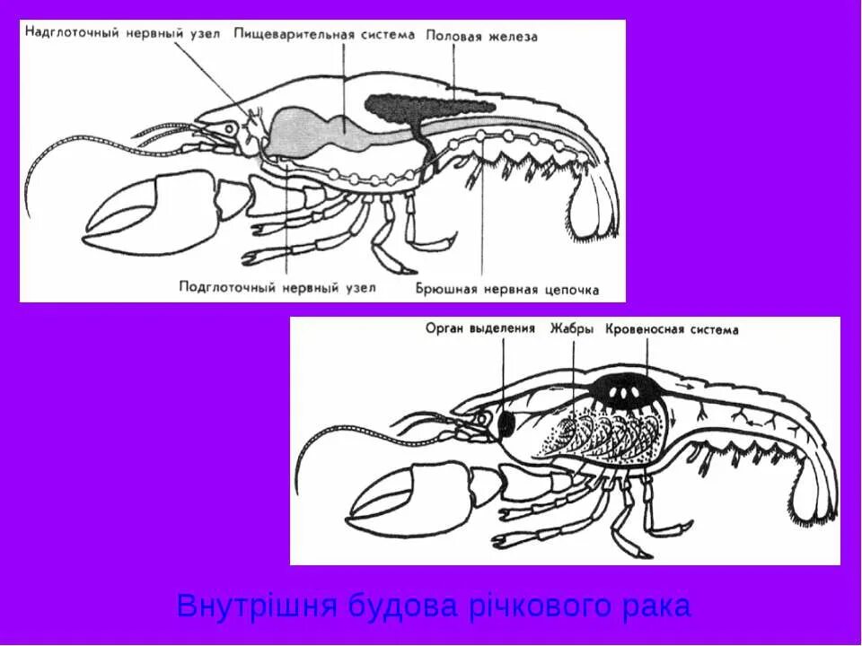 Половая железа ракообразных. Надглоточный нервный узел. Строение выделительной системы рfка. Малиточный нервный узел у ракообразных. Органы выделения речного рака