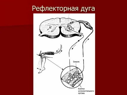 Минимальное число синапсов в рефлекторной дуге