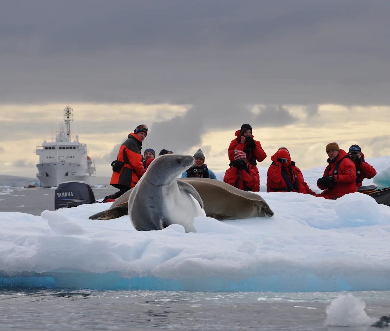 Антарктида и Северный полюс. Арктика острова в Северном Ледовитом океане. Экспедиция Кусто в Антарктиду. Научная Экспедиция в Северном Ледовитом океане. Ученые ледовитого океана