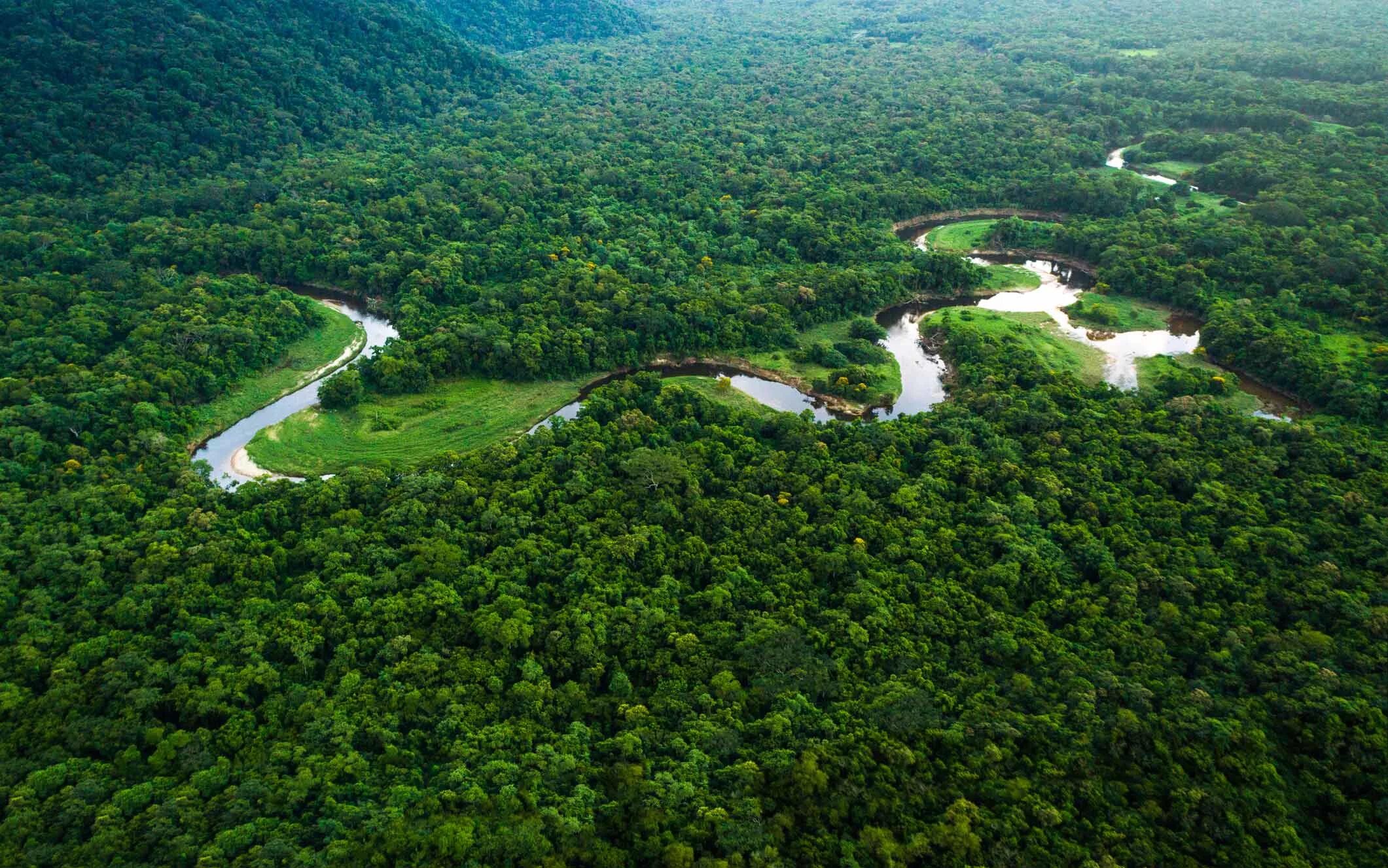 Amazon borneo congo. Бразилия тропические леса Сельва. Гвианская Амазония национальный парк. Тропические леса амазонки в Бразилии. Сельва амазонки Бразилия.