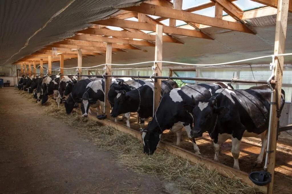 Фермерское хозяйство. Фермерские хозяйства норвегии. Экоферма ершово. Крестьяно фермерское хозяйство. Кфх ип ососков городищенский район.