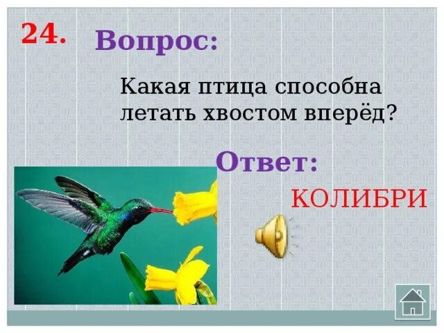 Какое животное летает но не птица. Птица которая летает хвостом вперед. колибри хвостом вперед.