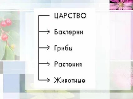 6 класс презентация ботаника наука о растениях