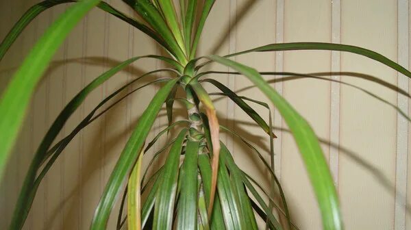 Септориоз драцена. У финиковой пальмы сохнут кончики. Гетероспориоз драцена. Пальма желтеют листья что делать. Финиковая пальма сохнет.