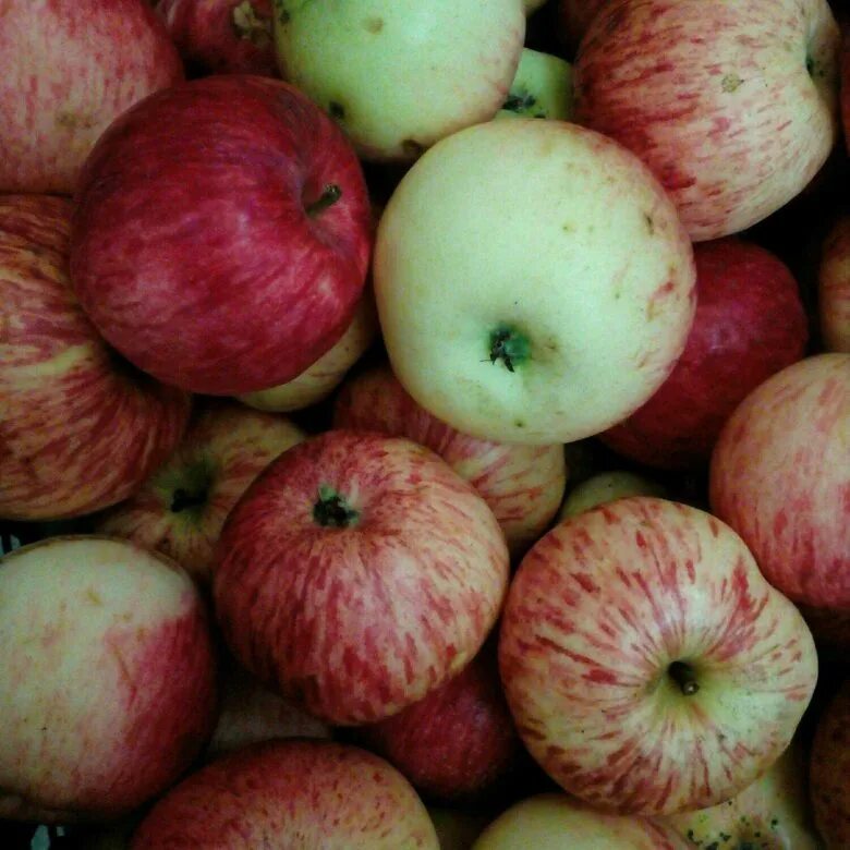 Самые ранние яблоки. Сорт яблони Крюмон. Биколорные сорта яблок. Сорт яблок Альва. Сорт яблоко Броцкая.