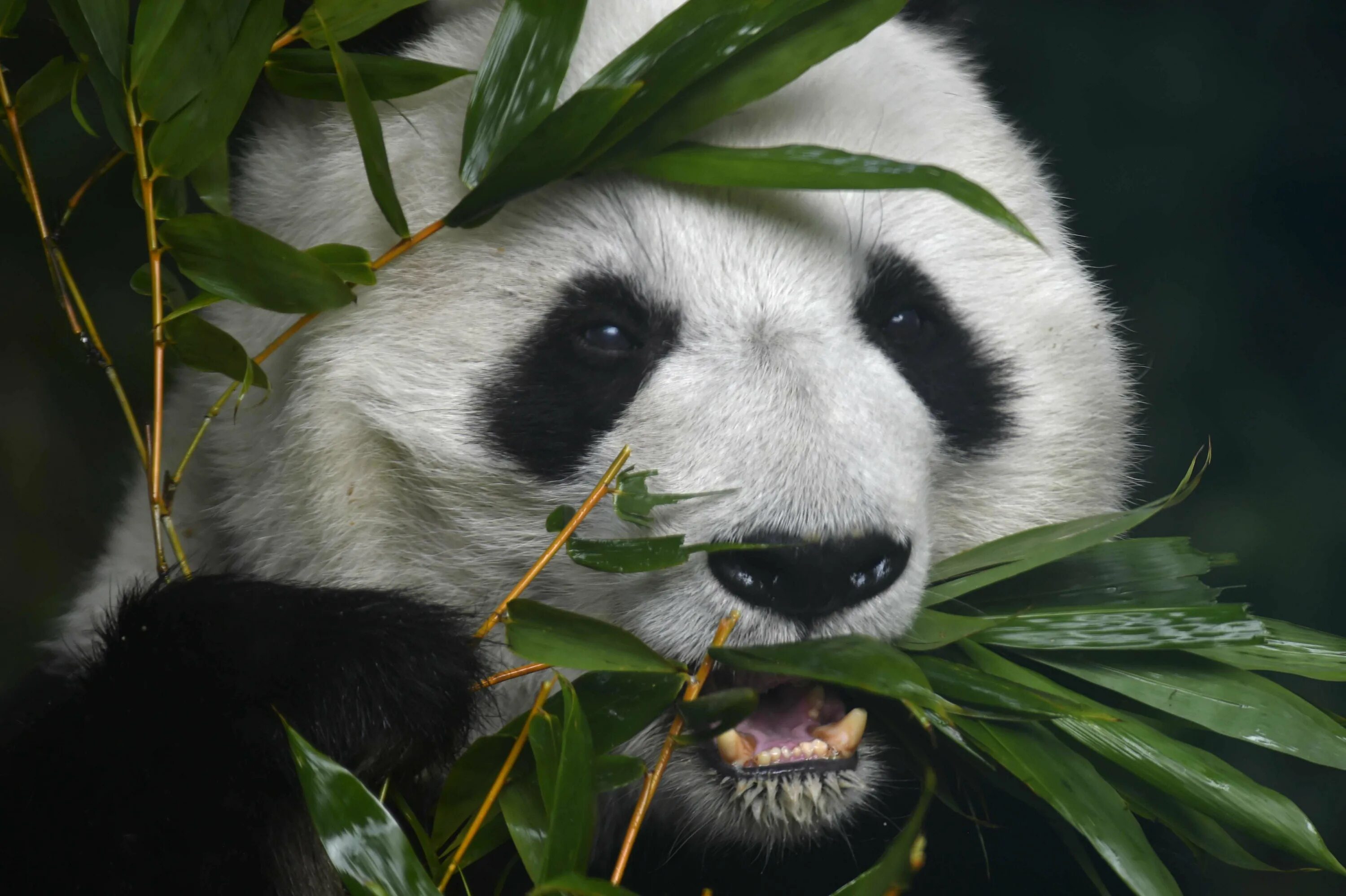 Панды питаются бамбуком