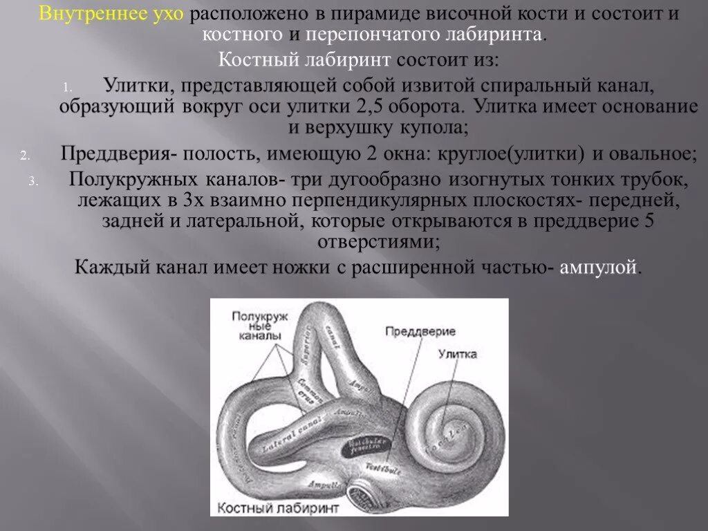 Внутреннее ухо костный Лабиринт перепончатый Лабиринт. Костный и перепончатый Лабиринт улитки. Костный перепончатый Лабиринт вестибулярного аппарата. Перепончатый Лабиринт внутреннего уха состоит.