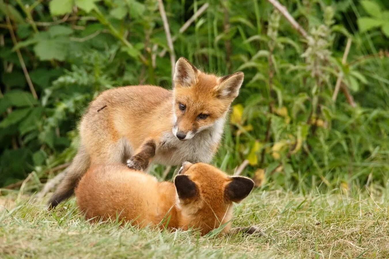 Fox works. Маленькие лисички. Лиса плей. Большая и маленькая лиса. Kit Fox.