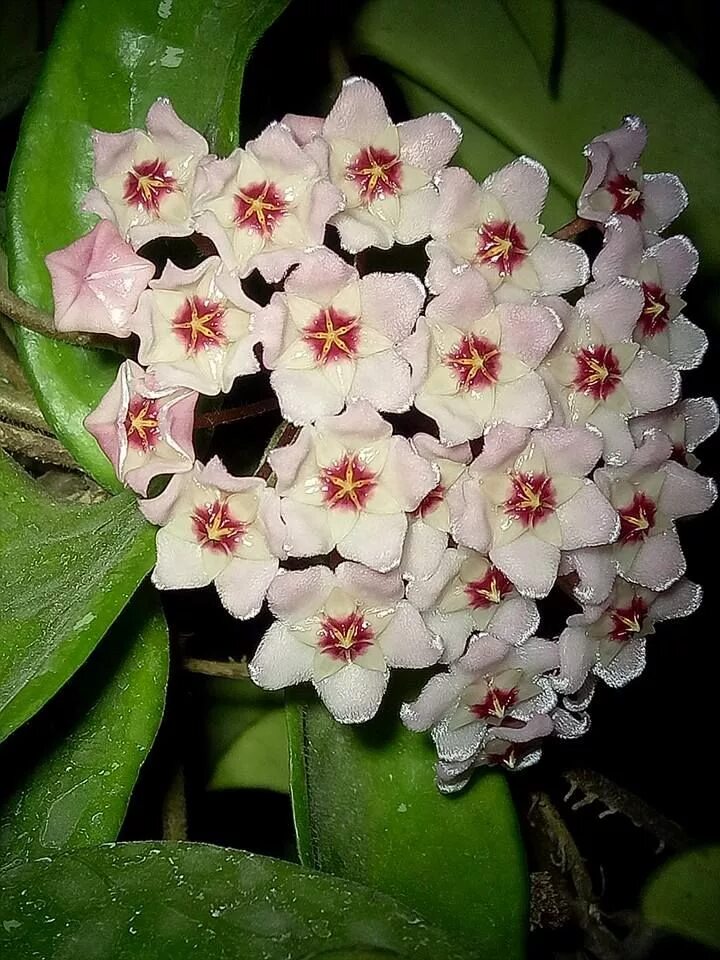 Хойя мясистая (carnosa). Цветок хойя карноза. Хойя мясистая (hoya carnosa). Хойя карноза фото. Хойя.