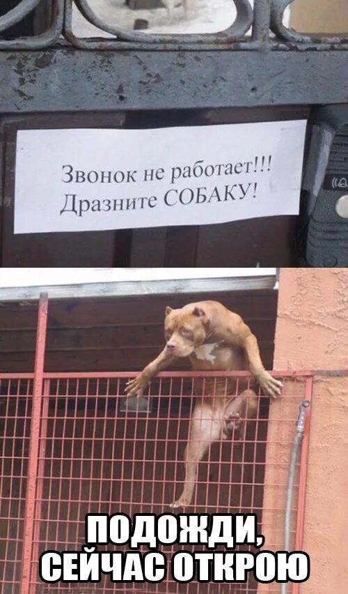 Не дразните собак текст. Звонок не работает дразните собаку. табличка звонок не работает дразните собаку. звонок не работает дразните собаку мем. дразнить собаку.