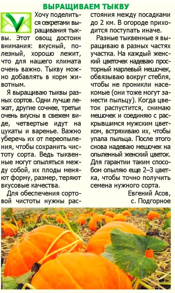 Как формировать тыкву в открытом грунте. Тыква схема посадки в открытый. тыква в открытом грунте. тыква растет. агротехника возделывания тыквы.