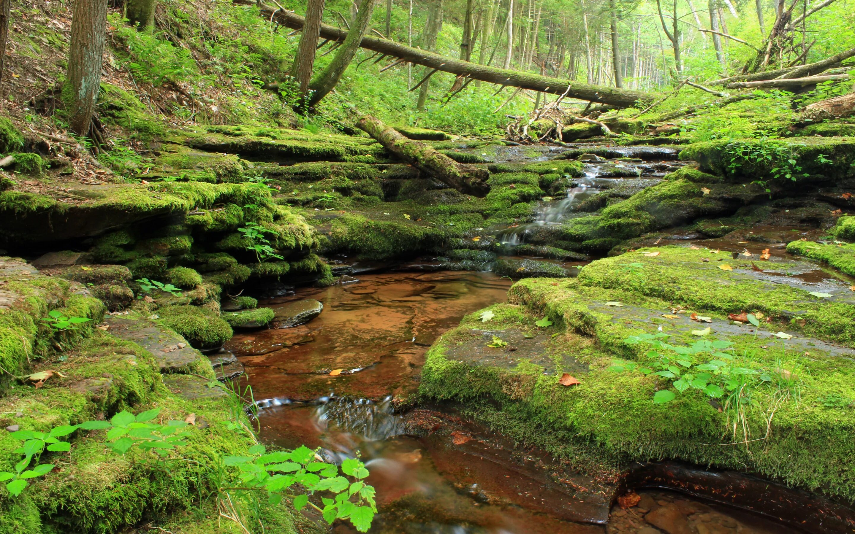 Forest side