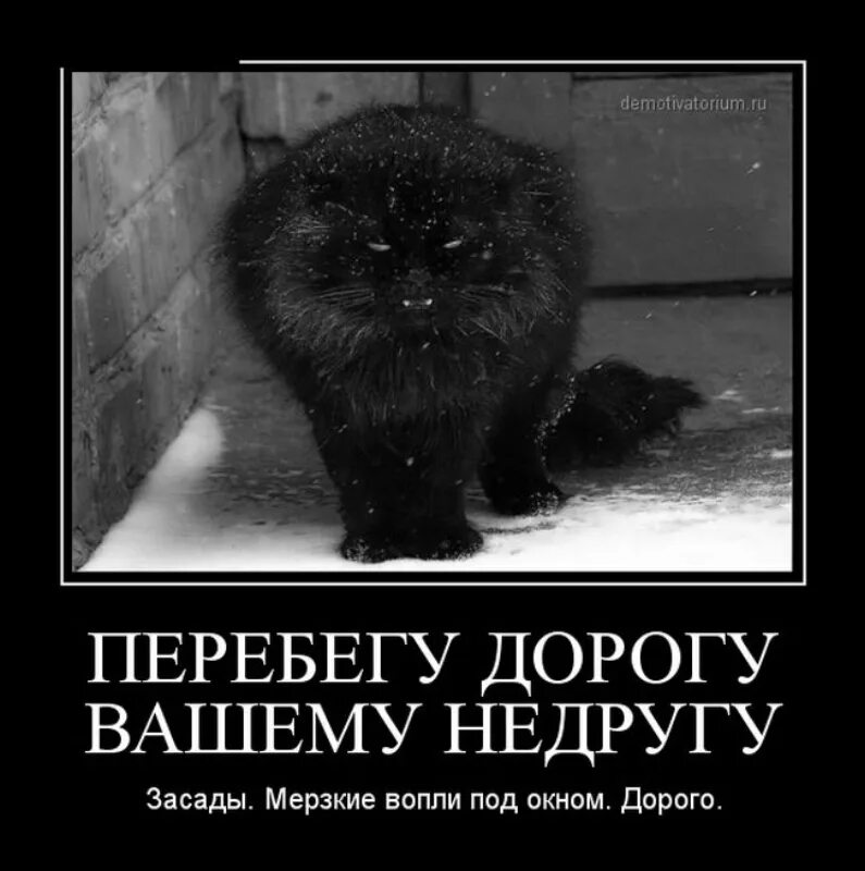 Кот черный юмор. Кот черный юмор. Черный кот с пустым ведром. Анекдот про кота. Черный кот демотиватор.