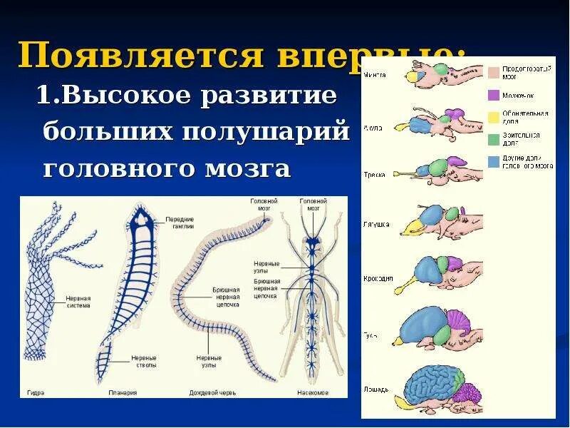 Головной мозг впервые появился у. У каких животных впервые появился головной мозг. Полушария большого мозга впервые появились у. Появление головного мозга у рыб