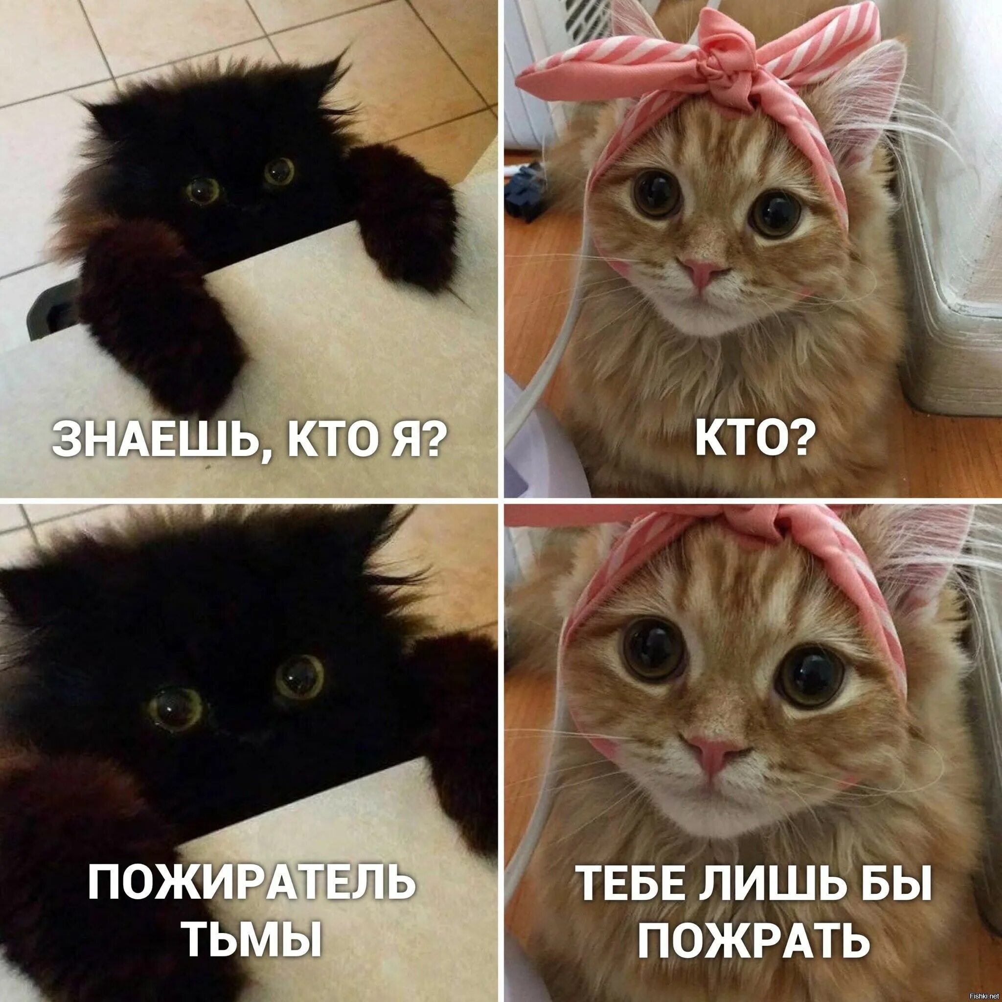 Скинь смешное. Мемы с котами. Мемы про котов. Мемы с кокотам. Смешные мемы про котов.