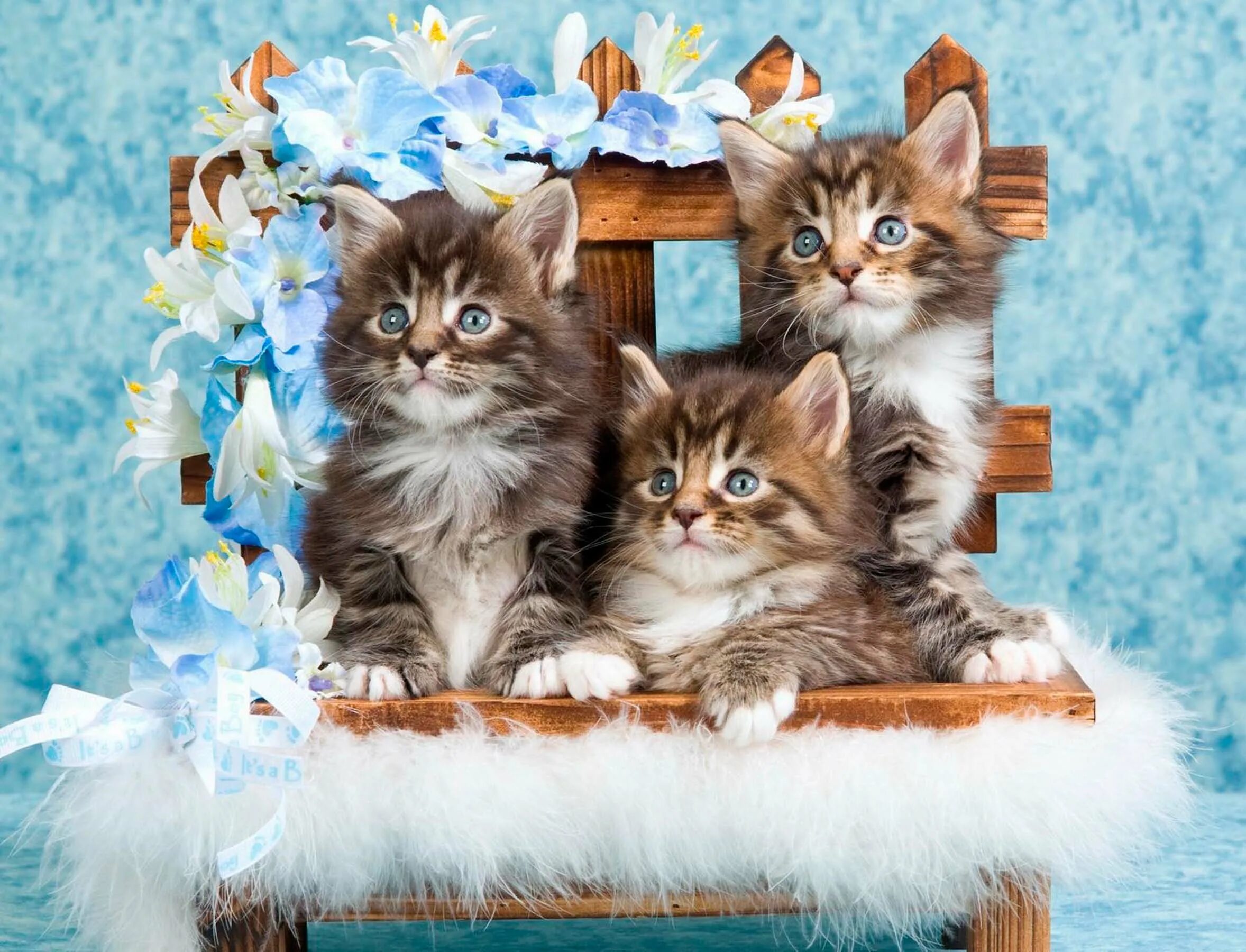 котята глазов