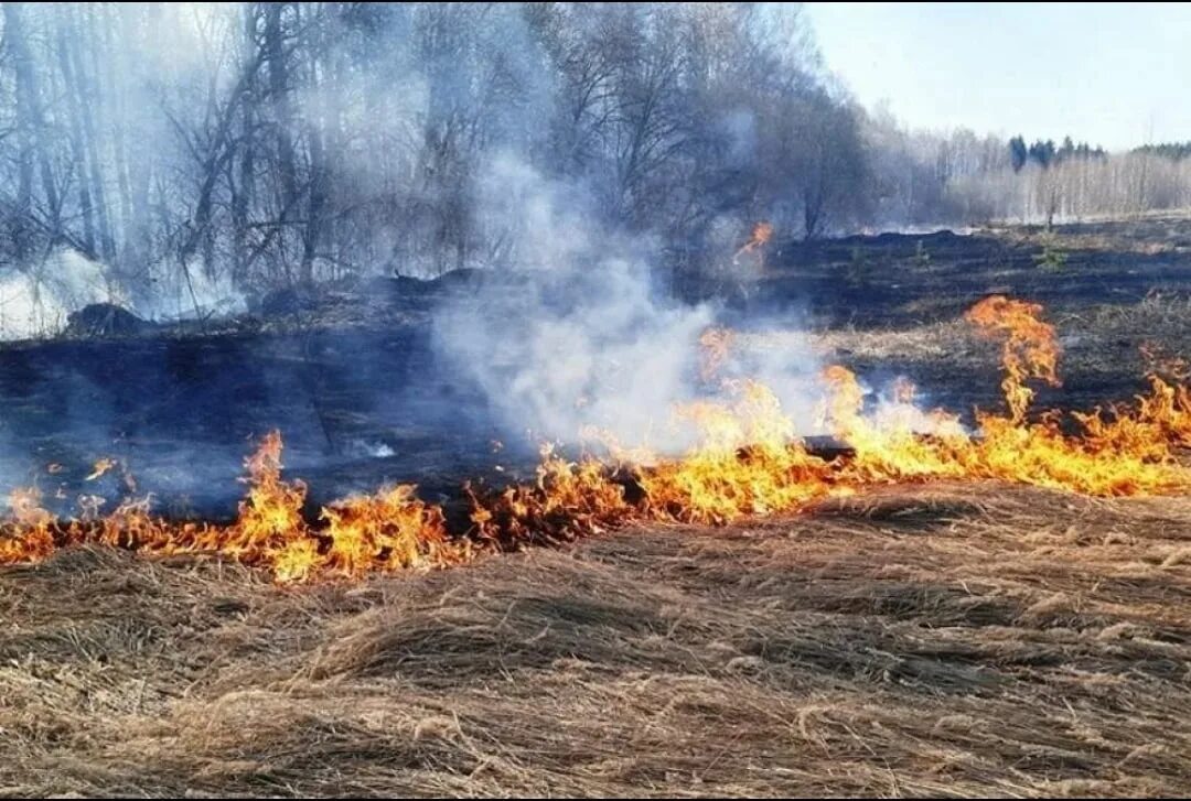 Пал травы весной. Пал сухой травы МЧС Вологодская. Весенний пал травы. Сжигание травы. Лесной пожар весной.