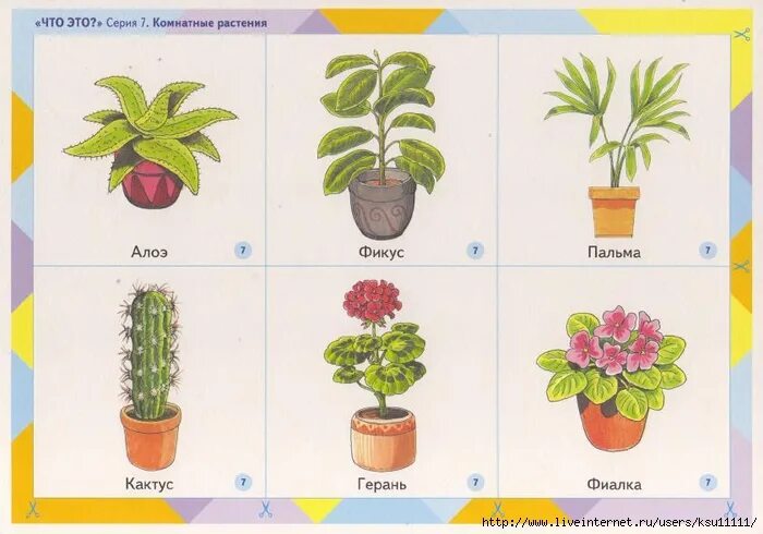 Игры на тему комнатные растения. Комнатные цветы для дошкольников. Карточки с изображением комнатных растений. Комнатные растения рисунки для детей с названиями. Комнатные цветы карточки для детей.