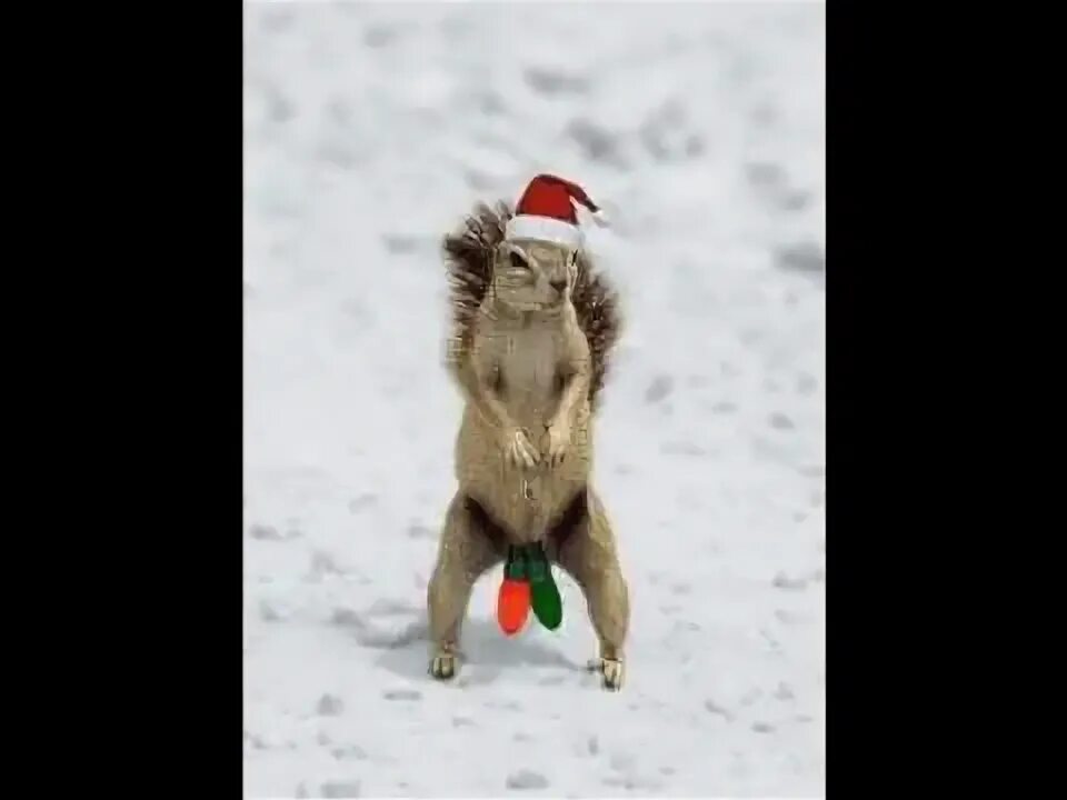 Видео приколы 1 января