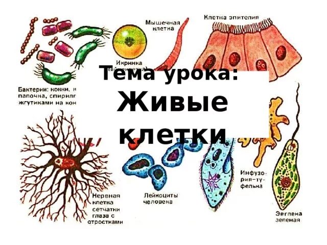 Живая клетка 5 класс биология. Клетка живого организма. Тема урока живые клетки. Клеточное строение живых организмов. Живые клетки 5 класс.