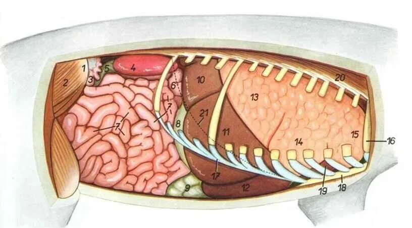 Селезенка кота. Топография органов брюшной полости у свиньи. Топография органов свиньи. Топография внутренних органов с левой стороны свиньи. Топография внутренних органов свиньи с правой.