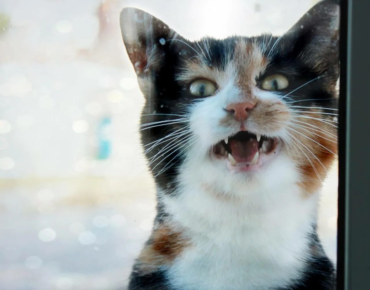 Сиамские коты мяукают. Мяуканье кота. Кот мяучит. Кошачье мяуканье. Как звучит кошка.