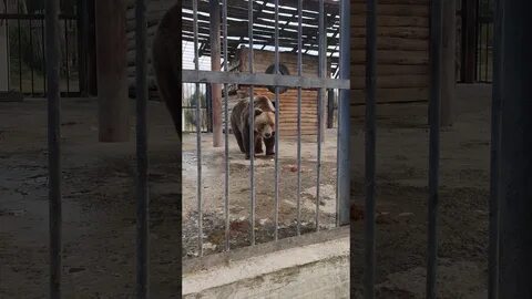 Зоопарк старый оскол автобус