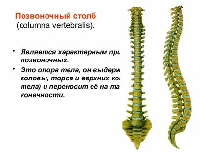 Скелет туловища позвоночник
