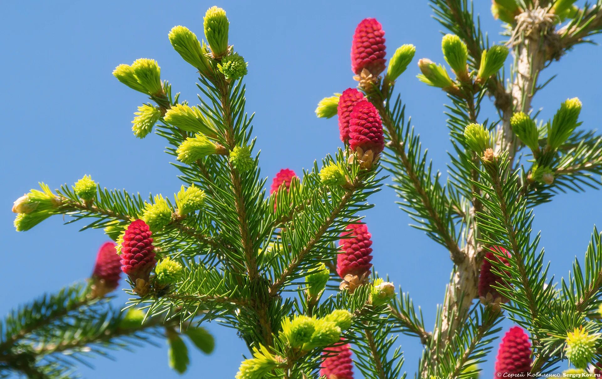 Красные ели в природе. Picea Abies tabuliformis. Ель цветет красными шишками. Ель финская. Ель цветение красными шишками.