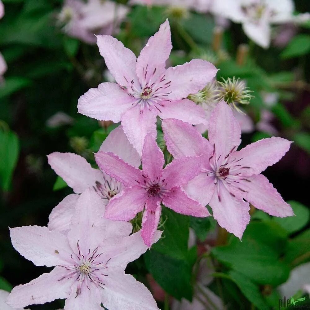 Photo clematis Hagley Hybrid About-garden.com