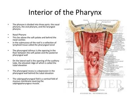 Сізді жылататын ең қатыгез порно