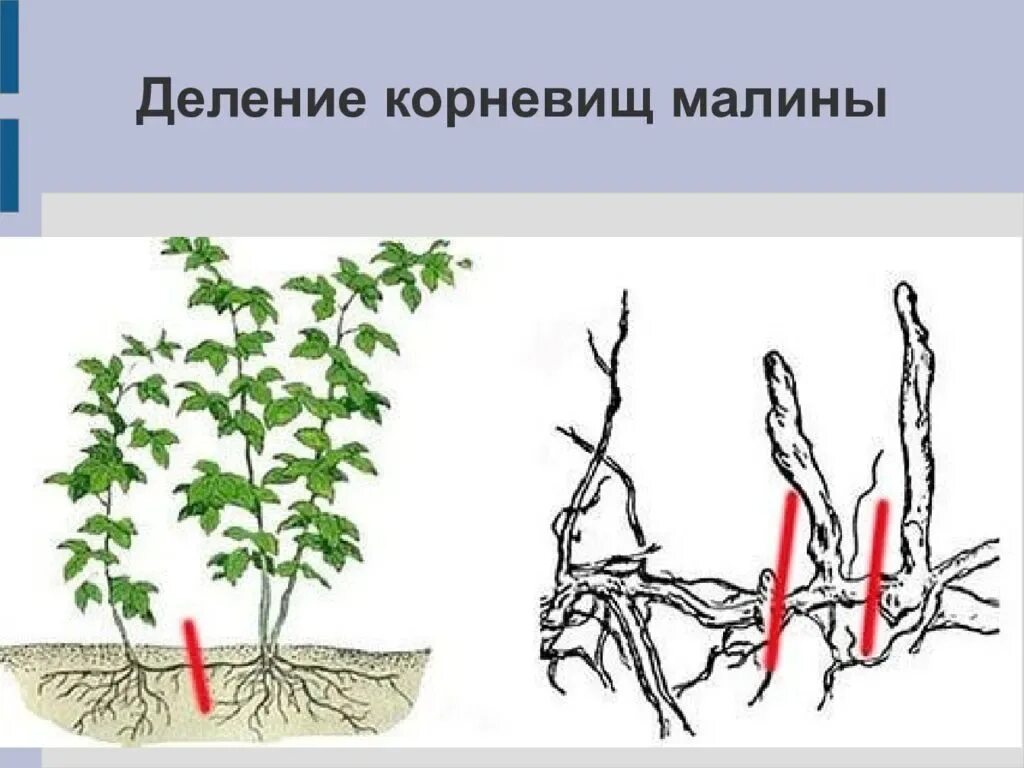 Ремонтантная малина корневые отпрыски. Корневыми отпрысками размножаются малина. Размножение корневыми отпрысками. Корневые отпрыски малины.