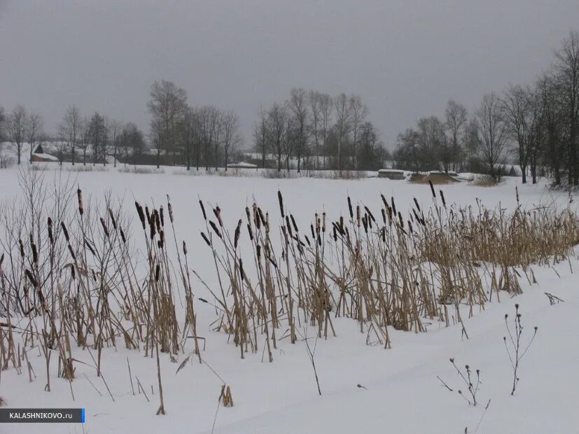 Погода в калашниково. Погода в калашниково. Калашниково тверская. Калашниково тверь. Деревня калашниково пермский край.